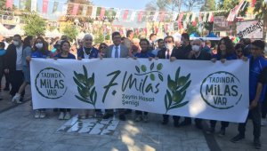 Milas Zeytin Hasat Şenliği başladı