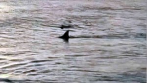 Muğla'da sahile köpek balıkları geldi