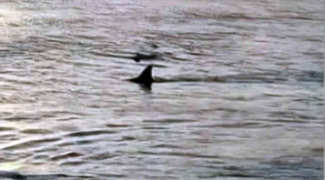 Muğla'da sahile köpek balıkları geldi