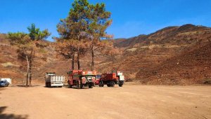 Muğla'da yanan orman yeniden yeşeriyor