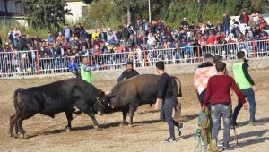 Nazilli'de boğa güreşi festivali