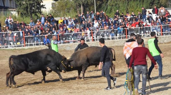 Nazilli'de boğa güreşi festivali