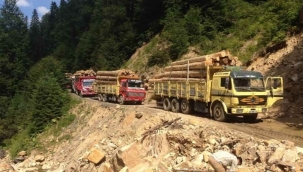 "Orman Kanunu!" değişti