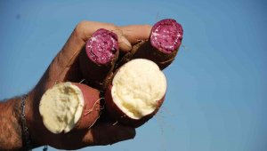 Renk renk "tatlı patates"te hasat zamanı