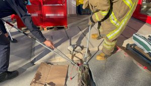 Süpermarkette yılan paniği