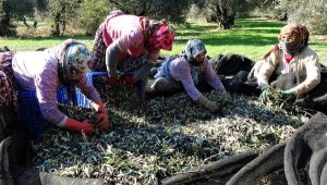 Türkiye'de Zeytin ağacı sayısı yüzde 50 arttı