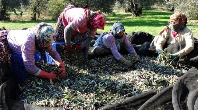 Türkiye'de Zeytin ağacı sayısı yüzde 50 arttı