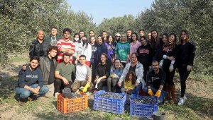 Üniversitelilerden gönüllü zeytin hasadı