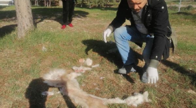 Vahşet! Aydın'da yüzülmüş köpek derisi ile kedi ölüsü bulundu