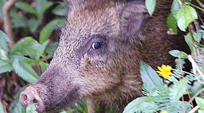 Yaban domuzu göğsünden yaraladı