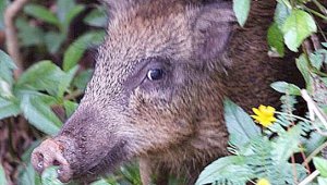 Yaban domuzu göğsünden yaraladı