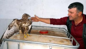 Yolda bulduğu şahini ezilmekten kurtardı