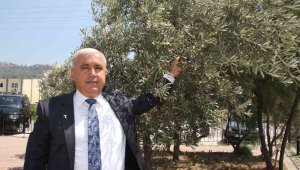 Zeytinyağı dolar bazında yüzde 26 değer kazandı