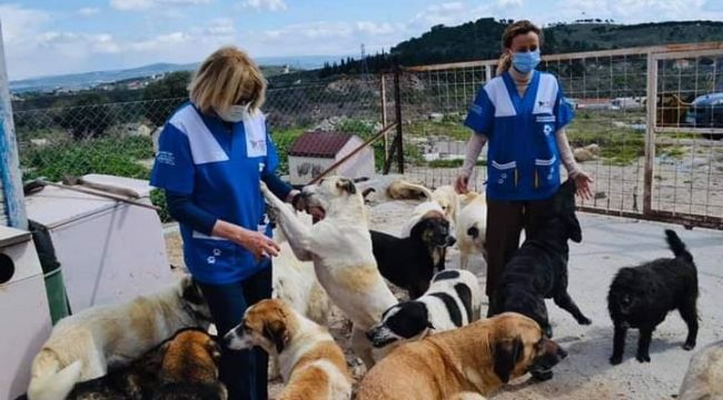 Zor durumda olan hayvanları hayata bağlıyor