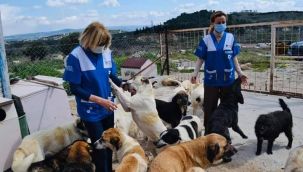 Zor durumda olan hayvanları hayata bağlıyor