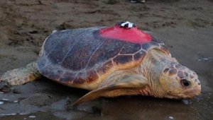 15 bin kilometre kateden Caretta Tuba'yı, 6 milyon kişi izledi