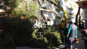 46 çam ağacı 'devrilme riski var' denilerek kesildi