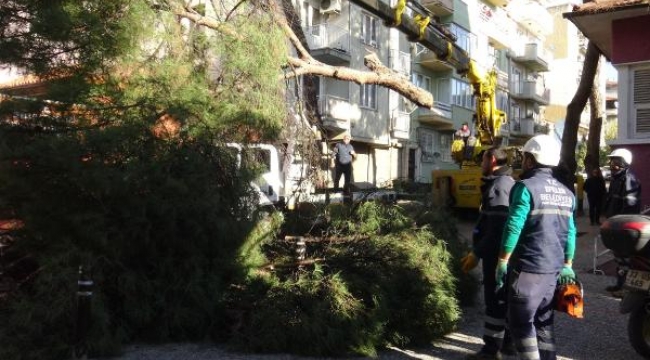 46 çam ağacı 'devrilme riski var' denilerek kesildi