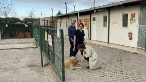 Balçova'da hayvan bakımevi denetimi