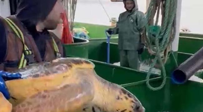 Balıkçılar, caretta caretta'yı özgürlüğüne kavuşturdular