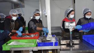 Balıkçılıkta Türkiye'nin yükünü Ege çekiyor