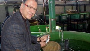  Balıklardaki ölümcül hastalık insana bulaşmıyor..