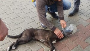 Başı bidona sıkışan köpek kurtarıldı