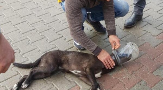 Başı bidona sıkışan köpek kurtarıldı