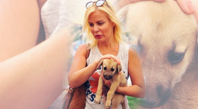 Belediyelere başıboş hayvanları toplayın talimatı