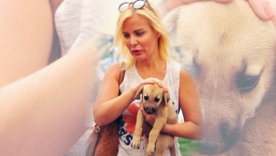 Belediyelere başıboş hayvanları toplayın talimatı