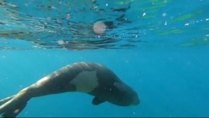 Bodrum açıklarında Akdeniz foku görüldü