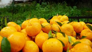 Bodrum mandalinası için 100 tonluk anlaşma