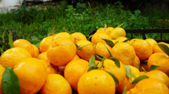 Bodrum mandalinası için 100 tonluk anlaşma