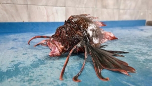 Bu balığın kilosu 150 lira