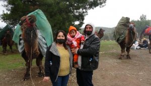 Burhaniye'de develer kıyasıya güreşti