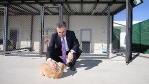 Can dostlar Bayraklı Belediyesi'ne emanet!