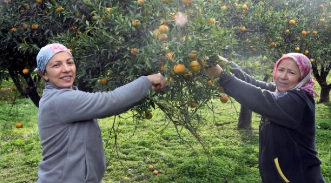 Coğrafi tescilli Bodrum mandalinasının hasadı başladı