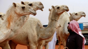 'Deve güzellik yarışması' için hayvanlara botoks yapıldı