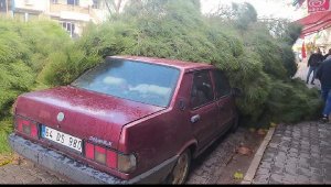 Fırtınada çam ağacı otomobilin üzerine devrildi