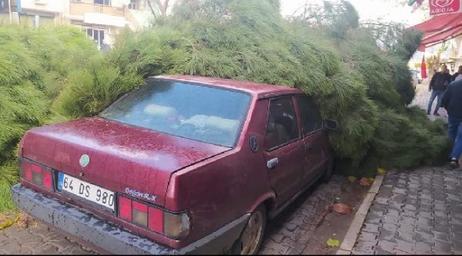Fırtınada çam ağacı otomobilin üzerine devrildi