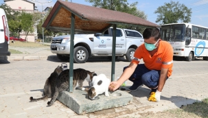 Gaziemir'de 5 bin 304 hayvana şefkat eli uzandı