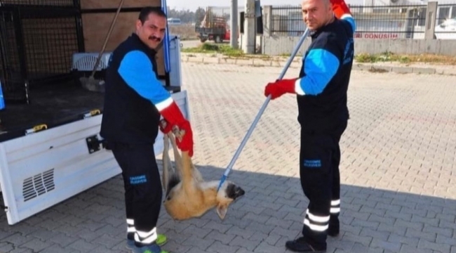 Hayvanlara eziyete tepki!