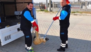 Hayvanlara eziyete tepki!