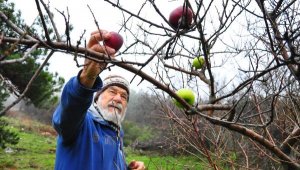 Her kış, kuşlar için kuru dallara elma takıyor