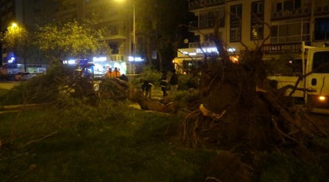İzmir'de fırtına ağaçları kökünden söktü