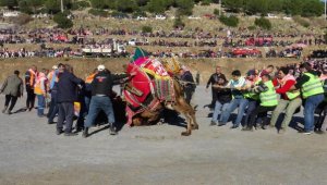 Koçarlı'da develer bir yıl aradan sonra güreşti