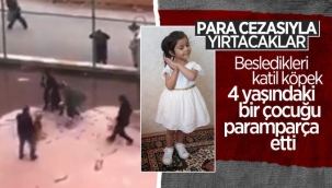 Küçük kızı pitbullar parçaladı! Sahiplerine 60 bin lira ceza