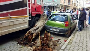 Kuruyan ağaç devrildi, iki araçta hasar meydana geldi
