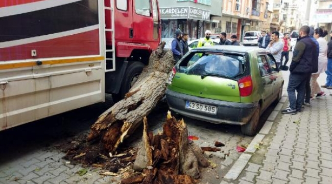 Kuruyan ağaç devrildi, iki araçta hasar meydana geldi