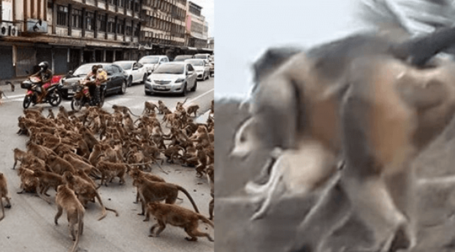Maymunlar savaş açtı: 250 köpek öldü!